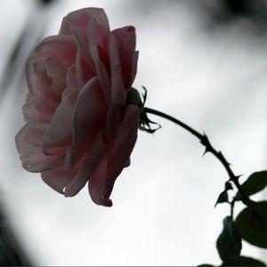 Meet your Posher, Debbi